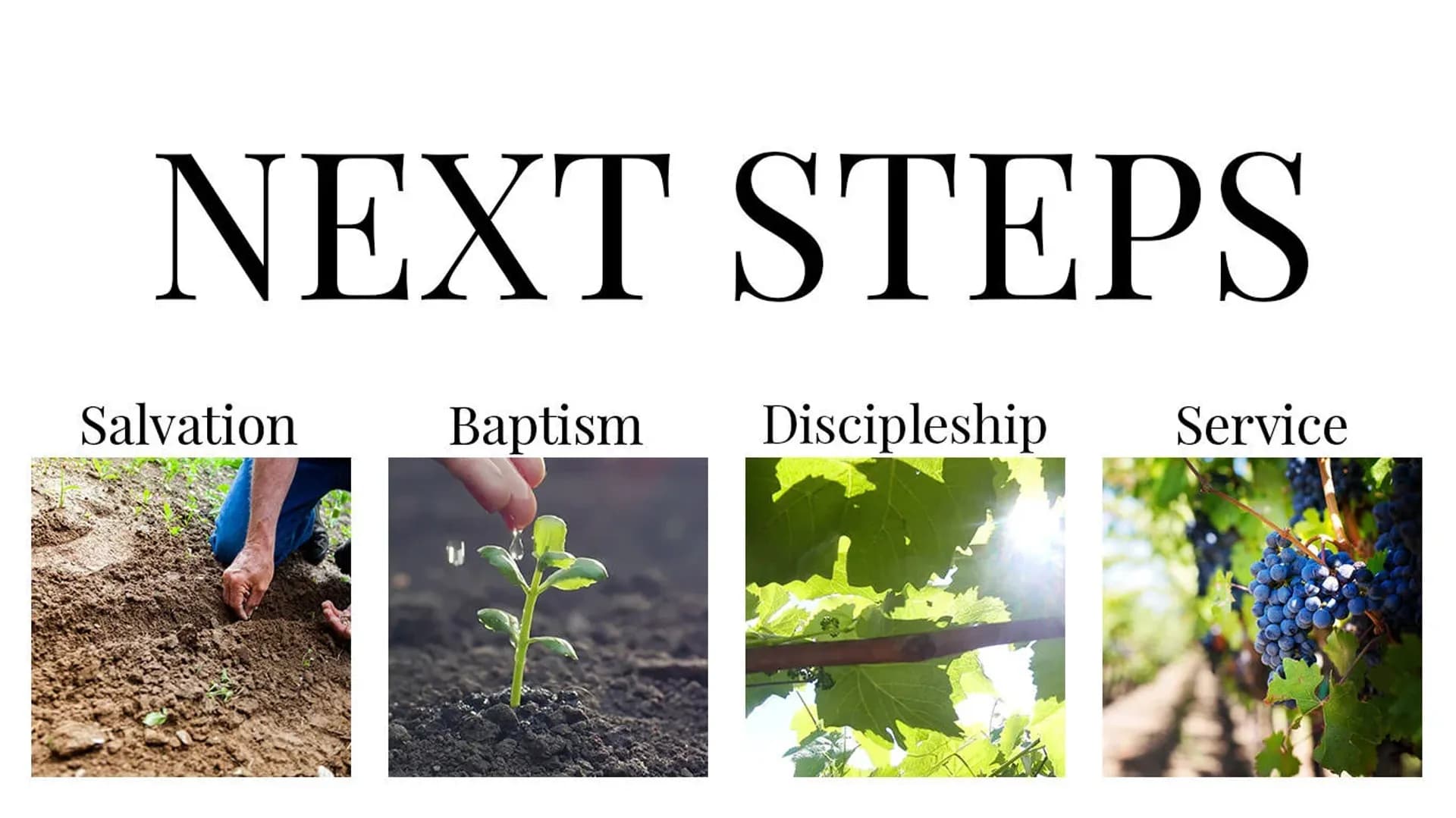 A picture of plants growing to explain the steps of Christianity